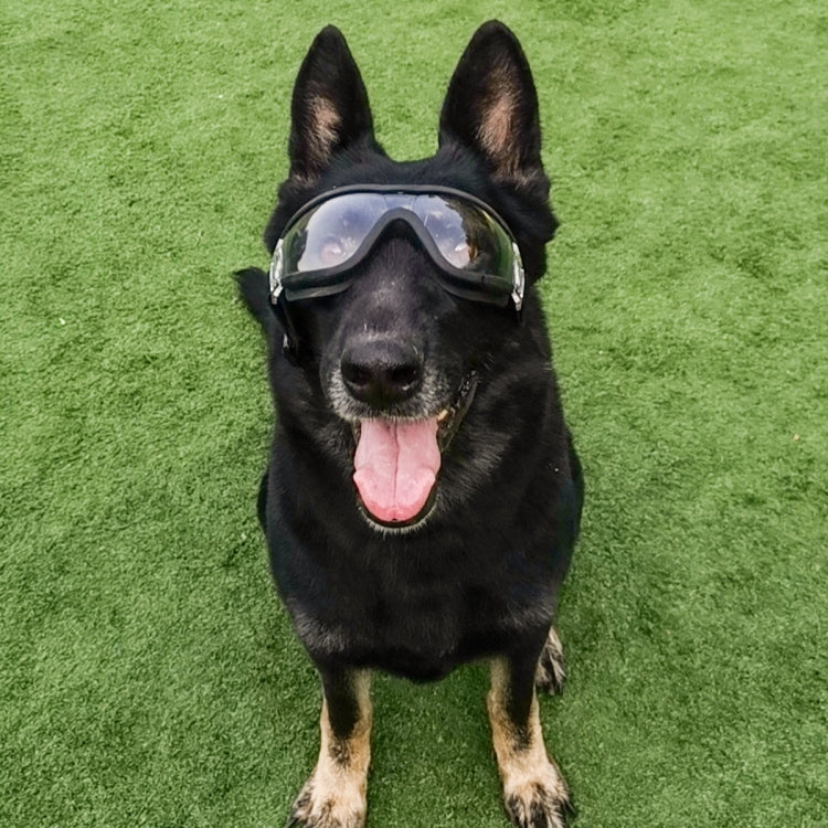 Pet Goggles Dog Transparent Glasses Waterproof Windproof Snowproof Dog Glasses