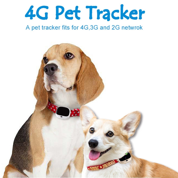 RF-V43 A Style IP67 Waterproof GPS + LBS + WiFi Pet Locator Pet Collar Tracking Device For Asia/Europe/Africa/Australia